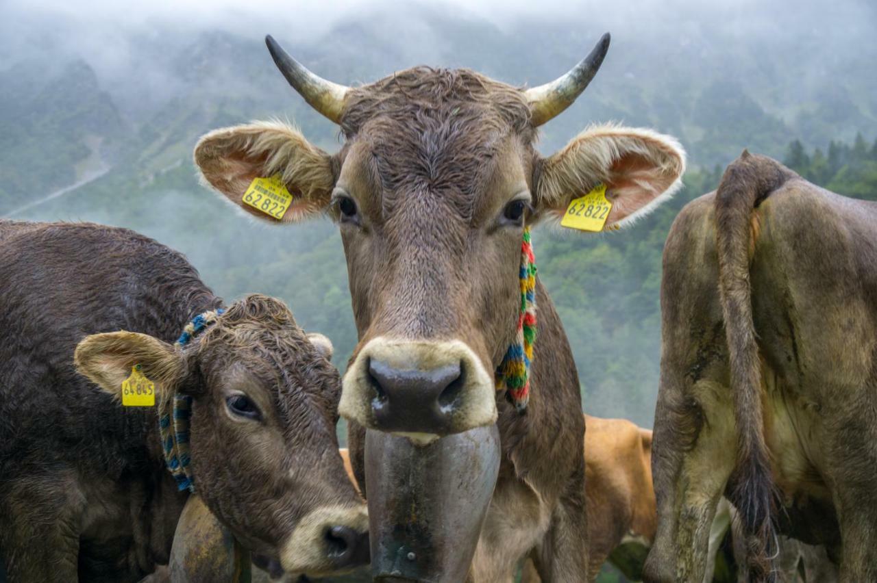 Geigers Ferienhaus Tiefenbach bei Oberstdorf ภายนอก รูปภาพ